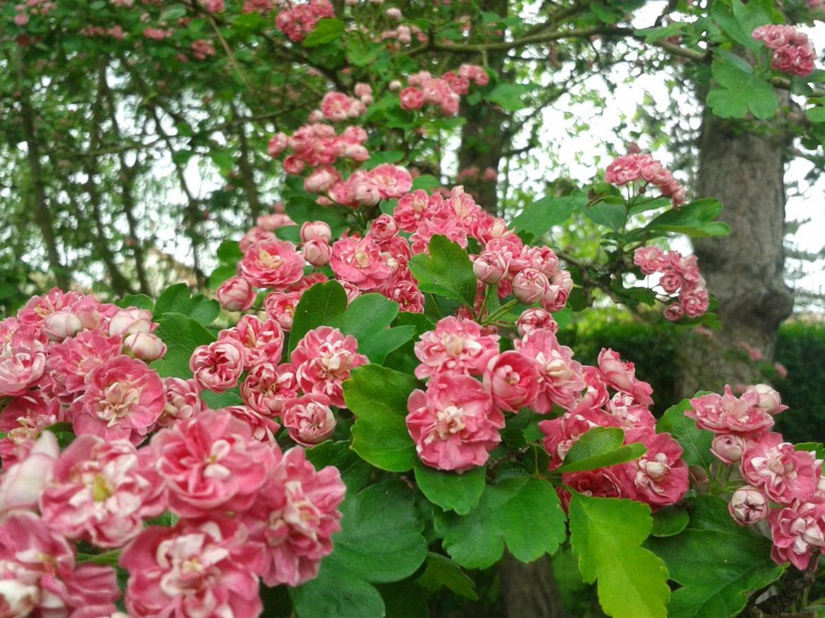 Chambre D'Hotes Les Hortensias Rang-du-Fliers Εξωτερικό φωτογραφία